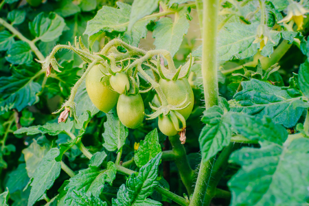 Young green tomatoes in the summer garden. Organic farmingの写真素材