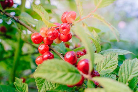 Red berries of a felt cherry on the branches