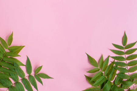 Summer green leaves frame on a pink background. Top view, flat layの写真素材