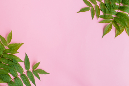 Summer green leaves frame on a pink background. Top view, flat layの写真素材