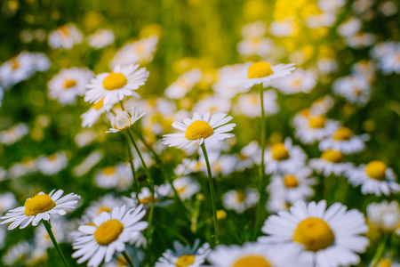 White daisies on a soft background.Summer meadow backgroundの写真素材