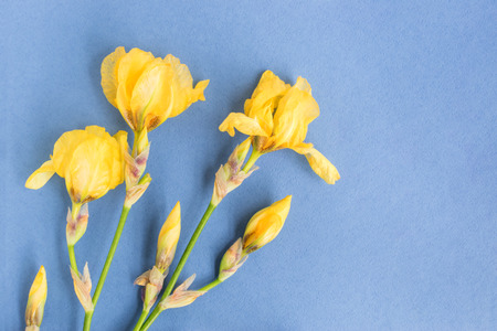 Iris flower on a blue background empty space for your text, top viewの写真素材