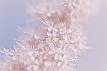 Small white summer flowers on a soft background. Unfocused abstract floral backgroundの写真素材
