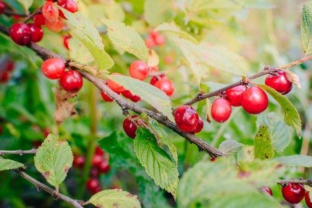 Red berries of a felt cherry on the branchesの写真素材
