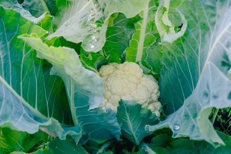 Cauliflower in the summer garden. Organic farmingの写真素材