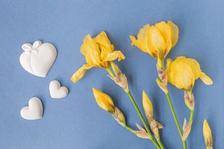 Iris flower on a blue background empty space for your text, top view