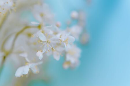 Small white summer flowers on a soft background. Unfocused abstract floral backgroundの写真素材