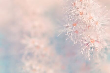 Small white summer flowers on a soft background. Unfocused abstract floral backgroundの写真素材