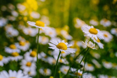 White daisies on a soft background.Summer meadow backgroundの写真素材
