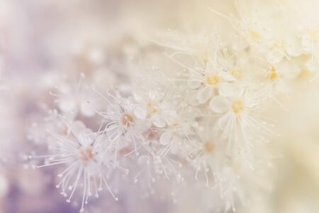 Small white summer flowers on a soft background. Unfocused abstract floral backgroundの写真素材