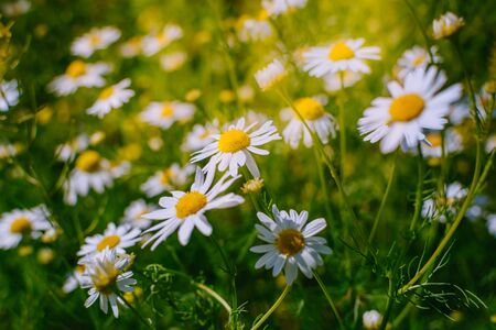 White daisies on a soft background.Summer meadow backgroundの写真素材