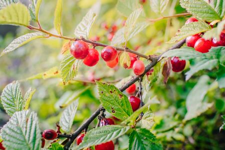 Red berries of a felt cherry on the branchesの写真素材