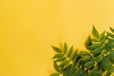 Summer green leaves frame on a yellow background. Top view, flat layの写真素材