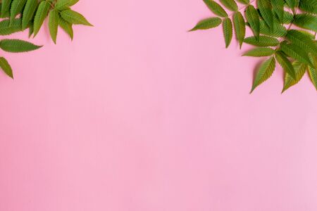 Summer green leaves frame on a pink background. Top view, flat layの写真素材