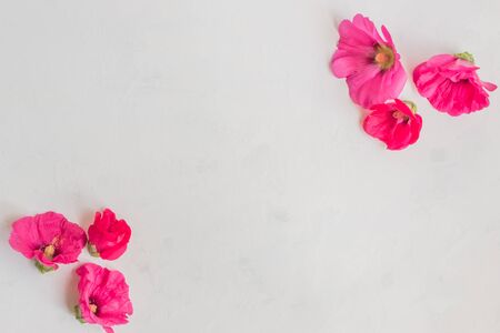 Flat lay frame of pink flowers on a light backgroundの写真素材