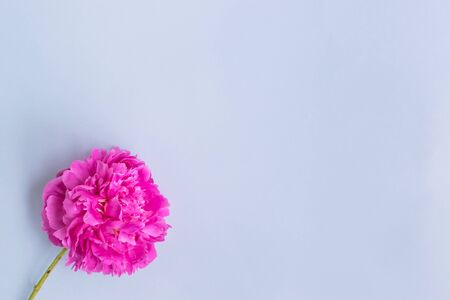 Pink peony on a light blue background empty space for your text, flat layの写真素材