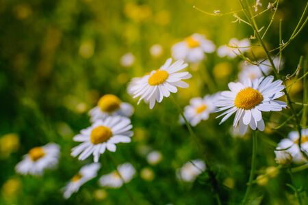 White daisies on a soft background.Summer meadow backgroundの写真素材
