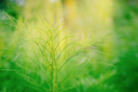 Blurred green leaves on soft background. Unfocused abstract nature backgroundの写真素材