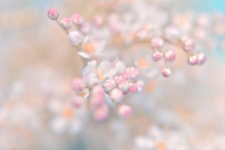 Small white summer flowers on a soft background. Unfocused abstract floral backgroundの写真素材