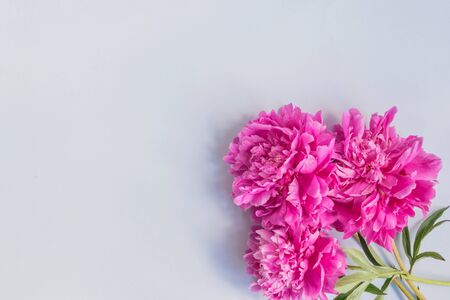 Pink peonies on a light blue background empty space for your text, flat layの写真素材
