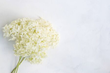 White flower hydrangea on a light background empty space for your text, top viewの写真素材