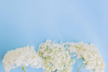 White flower hydrangea on a blue background empty space for your text, top viewの写真素材