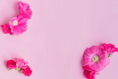 Flat lay frame of pink flowers on a pink backgroundの写真素材