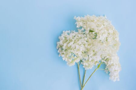 White flower hydrangea on a blue background empty space for your text, top viewの写真素材