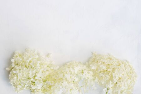 White flower hydrangea on a light background empty space for your text, top viewの写真素材