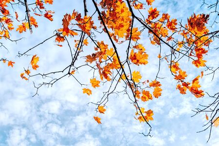 Colorful autumn leaves on a blue skyの写真素材