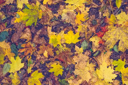 Pattern with colorful leaves in autumn forestの写真素材