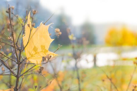 Colorful autumn leaves on a soft backgroundの写真素材