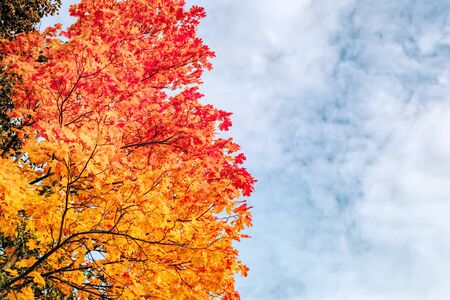 Colorful autumn leaves on a blue skyの写真素材