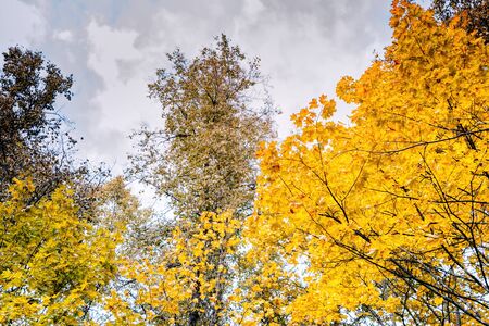 Colorful autumn leaves on a cloudy skyの写真素材