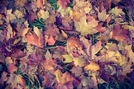 Pattern with colorful leaves in autumn forestの写真素材