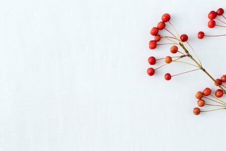 Branches with small red apples on a white background. Flat lay, top viewの写真素材