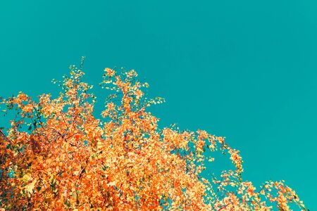 Colorful autumn leaves on a blue skyの写真素材