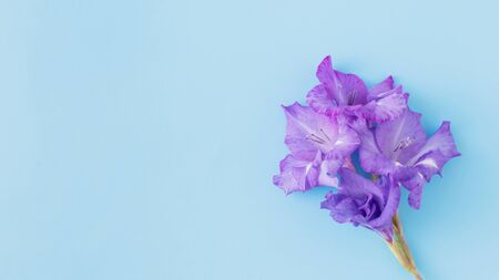 Blue flowers on blue background empty space for your text, top viewの写真素材
