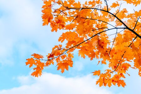 Colorful autumn leaves on a blue skyの写真素材