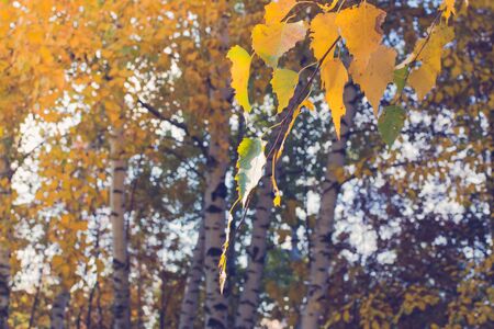 Colorful autumn leaves on a soft backgroundの写真素材