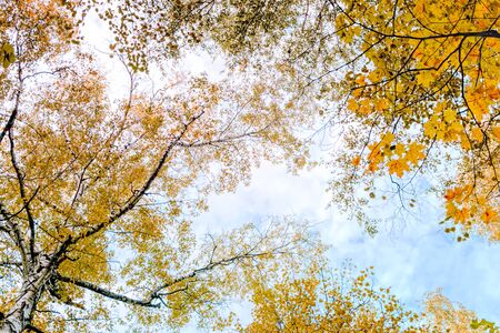 Colorful autumn leaves on a blue skyの写真素材