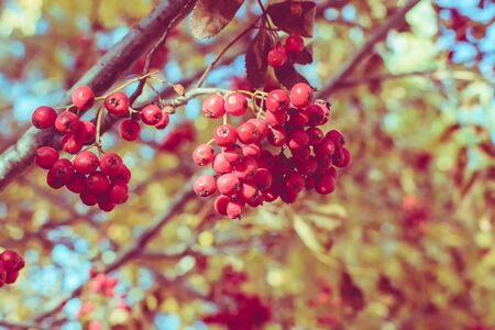 Red autumn berries on a soft backgroundの写真素材