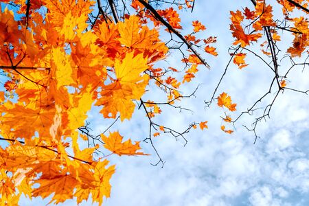 Colorful autumn leaves on a blue skyの写真素材