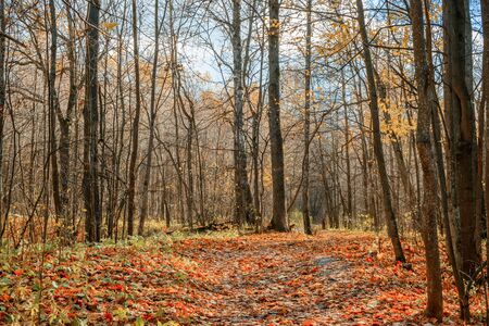 Path in a forest with colorful autumn leaves and treesの写真素材