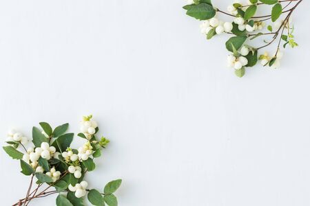Branches with green leaves on a white background. Flat lay, top viewの写真素材