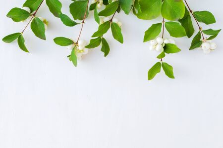 Branches with green leaves on a white background. Flat lay, top viewの写真素材