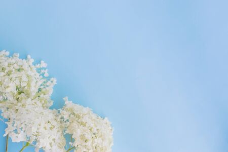 White flower hydrangea on a blue background empty space for your text, top viewの写真素材