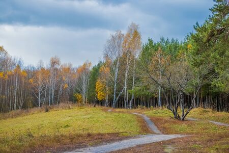 Colorful autumn landscape. Beautiful autumn leaves and treesの写真素材