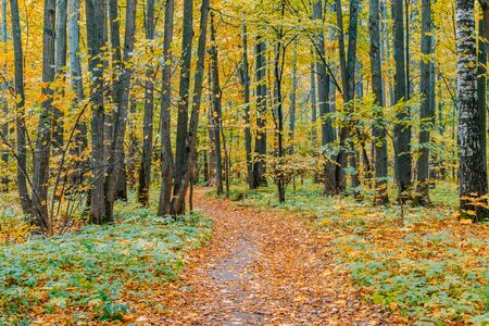 Path in a forest with colorful autumn leaves and treesの写真素材