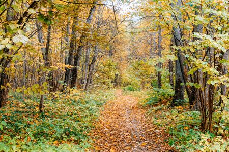 Path in a forest with colorful autumn leaves and treesの写真素材